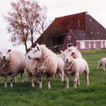 Sieko Postma